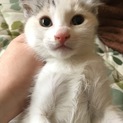 急募！二ヵ月くらいの子猫ちゃん