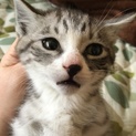 急募！天使過ぎる子猫ちゃん