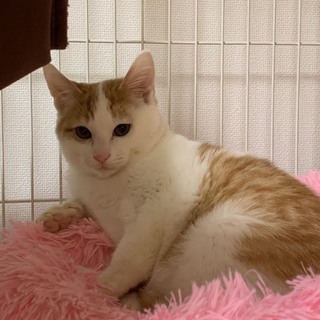 少し怖がりだけど、抱っこもできる　ラスク君