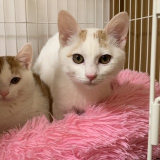 呼べば寄ってきて、抱っこされる　ピノちゃん♪