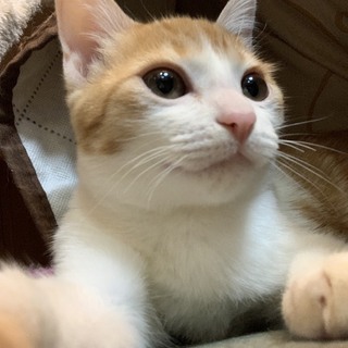 少し人見知りですが、抱っこが好きな　チロルちゃん♪