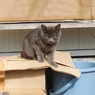 黒猫・グレー猫⭐3ヶ月