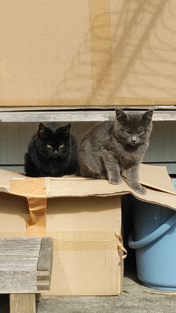 黒猫 性別不詳 熊本県 猫の里親募集 ペットのおうち 月間利用者150万人