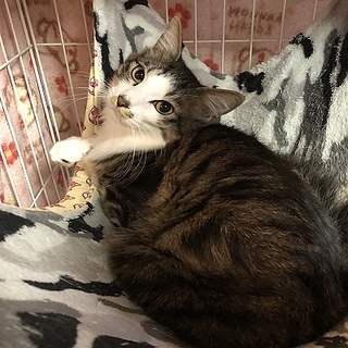 半長毛の男の子と模様の可愛い女の子の兄妹です