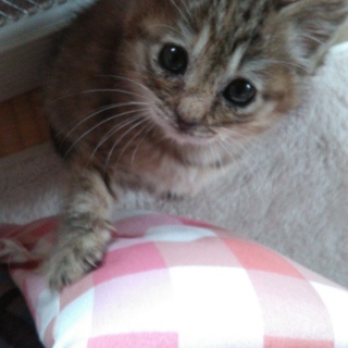 子猫の里親募集