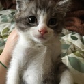 急募！可愛いすぎる子猫ちゃん