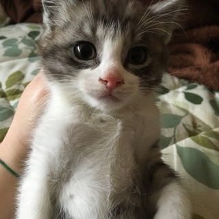 急募！可愛いすぎる子猫ちゃん