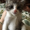 急募！可愛いすぎる子猫ちゃん