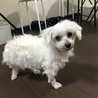 チェル★控えめ美人のマルチーズ♀️