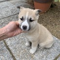 子犬★2ヶ月女の子