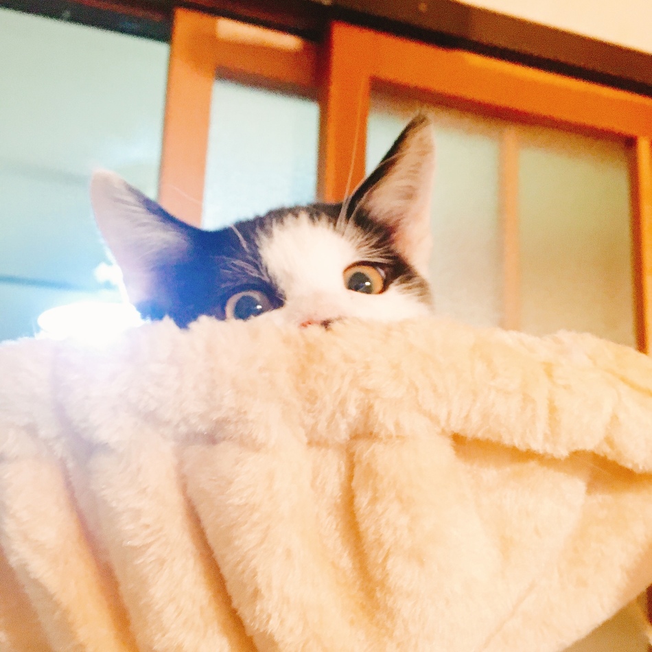 大吉のカバー写真