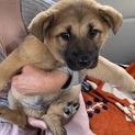 子犬★2ヶ月男の子