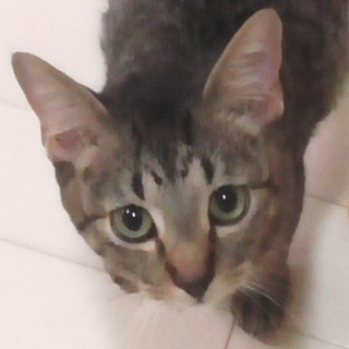 マンチカン(11ヶ月)の男の子(血統書付き)