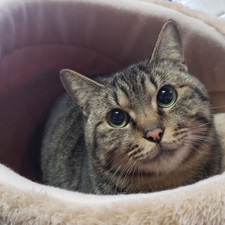 おとなしくて控えめなまん丸まるこちゃん