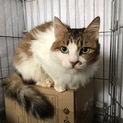 臆病だけど超甘えっこ抱っこ大好きなかほちゃん
