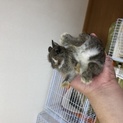 ※急募※ウサギ4羽飼い主様募集致します！