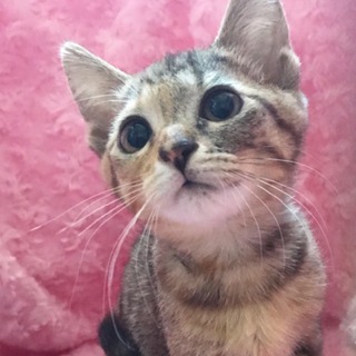 4兄妹 ムギワラ『るな』ちゃん。3ヶ月