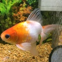 自宅で生まれた金魚の里親さん募集です