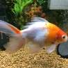 自宅で生まれた金魚の里親さん募集です サムネイル3