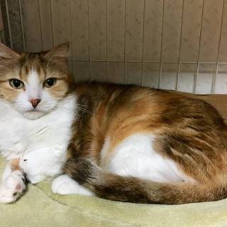 とても甘えん坊★美しい三毛柄ハチワレゆずちゃん