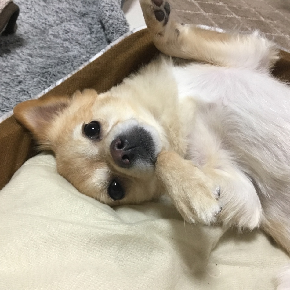 ポン太のカバー写真