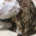 私の家族を幸せにしていただけませんか？