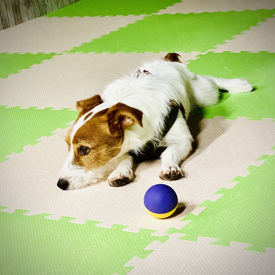 ロビンのカバー写真