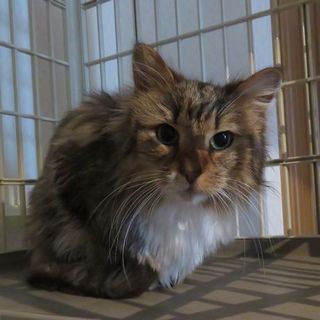 多頭崩壊現場より☆穏やかなロザリー