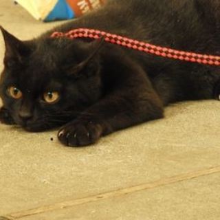 おてて伸ばして遊んでのおねだりニャ～