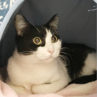 かわいいハチワレ美猫です