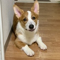 お利口で無駄吠えない可愛いコーギーちゃんです