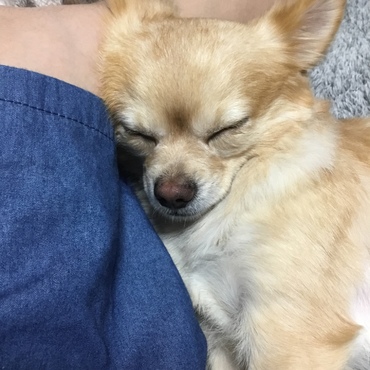お膝でお昼寝中