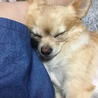 お膝でお昼寝中
