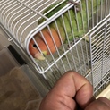 コザクラインコ