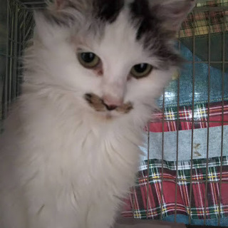 ふわふわ甘えん坊さん！さきちゃん