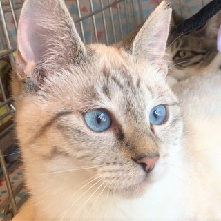 プラリーヌちゃん　生後9か月姉妹2匹一緒に