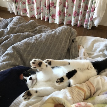 けりけりもだいすき