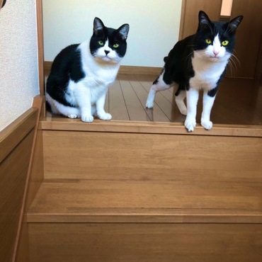 私の足が悪いため、ちゃんと階段は見守ってくれる
