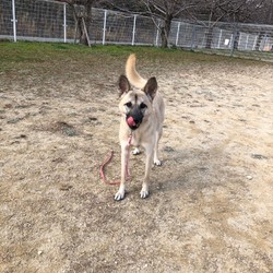 犬猫譲渡会 サムネイル2