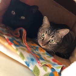 犬猫譲渡会 サムネイル3