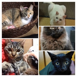 久留米市/猫の譲渡会 サムネイル2