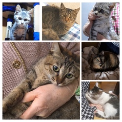 久留米市/猫の譲渡会 サムネイル3