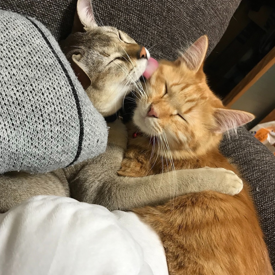 ぽよ子のカバー写真