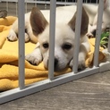 チビちゃん❤️甘えん坊さん❤️