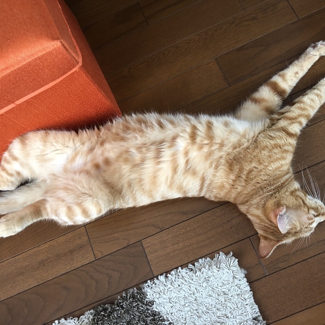 にゃんチュウのカバー写真