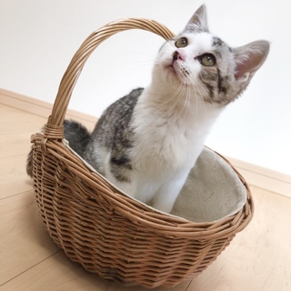 生後3ヶ月☆サバ白 男の子