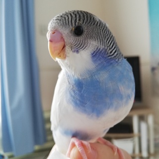 ジャンボセキセイ 4ヶ月♂