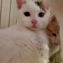 美猫兄妹の子猫ちゃんです♡