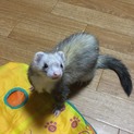 フェレット4頭