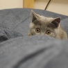 の写真